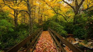 Autumn leaves blanket a bridge along Alum Cave Trail in Great Smoky Mountains National Park. This October’s Great Smokies Eco-Adventure, held October 27 to 29, will be the first fall event of its kind hosted by DLiA. Photo provided by Smokies Life.