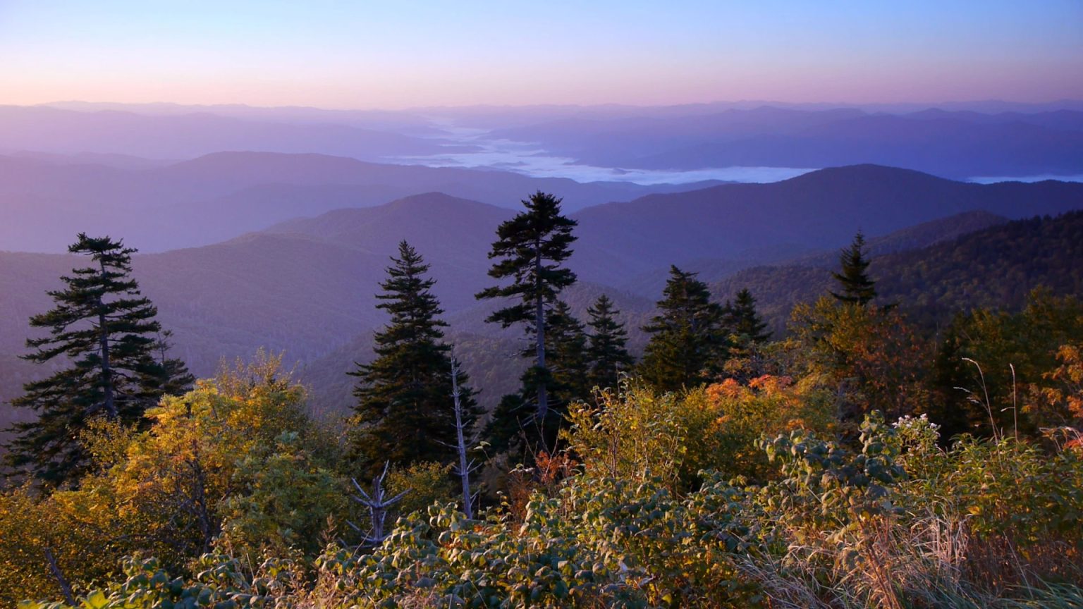 The colors of early autumn spread as far as the eye can see from the highest point in the Smokies known as Clingmans Dome or Kuwohi. This fall’s Eco-Adventure includes a hike along the Appalachian Trail to look for species only found at higher elevations in the Smokies. Photo provided by Smokies Life.