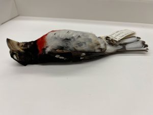 The Comparative Temperate–Tropical Ecology and Biogeography students ventured to Twin Creeks Science and Education Center in Great Smoky Mountains National Park where they saw preserved avian specimens such as this rose-breasted grosbeak. Photo by National Park Service Entomologist Becky Nichols, provided by Smokies Life.