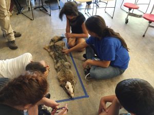 Students measure a fox pelt as part of a lesson within the Seeking Paths in Nature curriculum. Photo provided by Jessica Metz. 