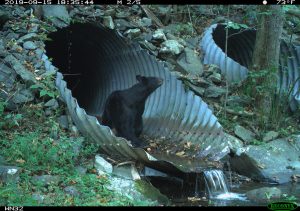 In an image captured during a 2018–2021 research project, a bear contemplates using a culvert to safely cross I-40 above. As rebuilding begins, Safe Passage hopes new culverts will be designed with their usefulness to wildlife in mind. Photo provided by National Parks Conservation Association, Wildlands Network. 