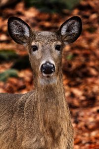 A female white-tailed deer looks toward the camera. Collisions with white-tailed deer and other large mammals, such as bear and elk, can be deadly to both the animals and the humans involved. Photo provided by Vera Mitgang. 