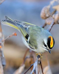 Easily identifiable by its bright gold-and-orange head, the golden-crowned kinglet can be found year-round in high-elevation areas of the Smokies. Photo by Dale Vanderheyden, courtesy of National Audubon Society. 