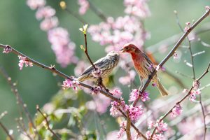 A pair of house finches perches in a redbud tree. Photo courtesy of N. Lewis, National Park Service.