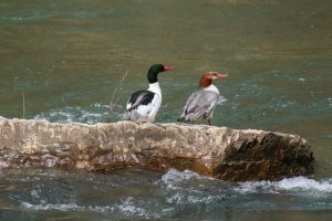 A male (left) and female common merganser perch on a rock in a river. Though this species may winter in coastal areas, it tends to prefer freshwater habitat and winters in the Smokies in small numbers. Photo by Warren Bielenberg. 