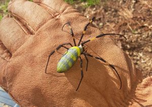 A female joro spider crawls on a leather glove, displaying the large size this species can achieve. Photo by Andy Davis. 