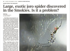 The joro spider story appeared in the Knoxville News Sentinel November 10. It was published in the Asheville Citizen-Times on the same day. Image courtesy of Knoxville News Sentinel. 