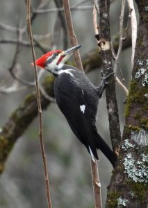 A pileated woodpecker searches for insects inside a small tree branch. Photo by Evan Kidd. 