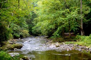 Deep Creek flows alongside the trail named for it. Within less than a mile, hikers can access two waterfalls from the Deep Creek Parking Area. Photo by Holly Kays, courtesy of Smokies Life. 