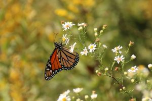 A monarch butterfly perches on an aster plant blooming during the fall in Great Smoky Mountains National Park. Photo by Wanda DeWaard. 