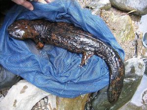 A researcher displays a captured eastern hellbender. These giant salamanders reach an average length of 20 inches and can live for more than 30 years. Photo by Lori Williams, courtesy of NC Wildlife Resources Commission. 