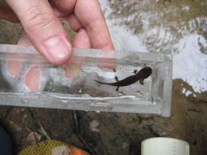 A researcher displays a hellbender larva. Successful reproduction and survival of young hellbenders is essential to the species’ survival. Photo by Doug Hall.