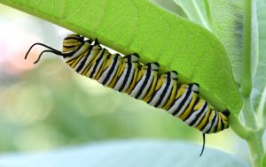 A monarch caterpillar clings to a milkweed leaf. Monarch caterpillars feed exclusively on plants from this genus, storing up the toxins they contain to ensure they are distasteful to predators. Photo by Jim Hudgins, courtesy of the US Fish and Wildlife Service. 