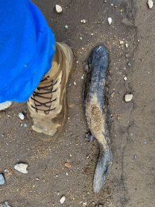 A hellbender stranded on dry ground from Hurricane Helene is rescued in Buncombe County. Photo by Phillip Briggs. 