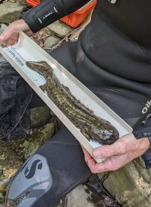 A researcher measures the length of a captured eastern hellbender. It is one of three giant salamander species in the world. Photo by José Garrido, courtesy of Amphibian and Reptile Conservancy. 