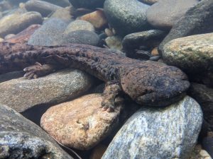 An eastern hellbender rests on cobble at the bottom of a stream, perhaps waiting to spot a crayfish, its favorite food. Photo by Ben Dalton, courtesy of NC Wildlife Resources Commission.