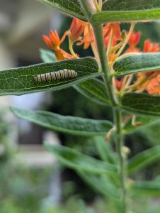 A monarch caterpillar feeds on native butterfly milkweed. Planting non-native milkweed species can be detrimental to the species’ health. Photo by Emma Oxford.