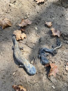 Two hellbenders are found dead after seeking higher ground to escape the floodwaters of Hurricane Helene. When the water receded, the salamanders were left without the moisture they need to survive. Photo by Andy Hill, courtesy of MountainTrue.