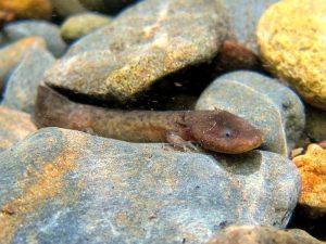 A recently released larval hellbender, identifiable by its smaller size and external gills, rests underwater. Photo by Lori Williams, courtesy of NC Wildlife Resources Commission. 