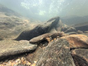 Eastern hellbenders thrive in cool, fast-flowing, highly oxygenated streams. Photo by Ben Dalton, courtesy of NC Wildlife Resources Commission.