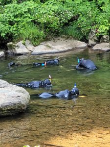 Snorkelers search the riverbed while surveying for eastern hellbenders. Photo by Lori Williams, courtesy of NC Wildlife Resources Commission. 