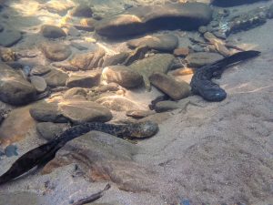 Two hellbenders rest on the bottom of a mountain stream. Photo by Ben Dalton, courtesy of NC Wildlife Resources Commission.