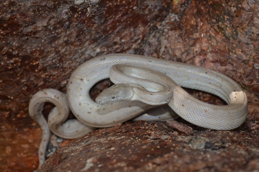 The Silver Boa, discovered by Dr. R. Graham Reynolds and colleagues from Harvard on a remote island in the Bahamas in 2015. Photo courtesy of Graham Reynolds.