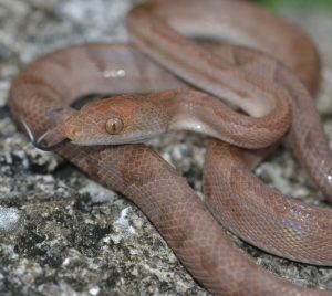 The Crooked-Acklins boa, described by Dr. Reynolds and colleagues in 2017. Photo courtesy of Joseph Burgess. 