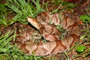 A copperhead in Great Smoky Mountains National Park, one of the most beautiful and most common snakes in the Smokies. Photo courtesy of Graham Reynolds.