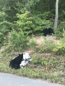 Litter can entice wildlife like these black bears spotted in Wears Valley, Tennessee, to venture close to roadways and human communities, endangering both themselves and the people around them. Photo by Billy Scroogs.