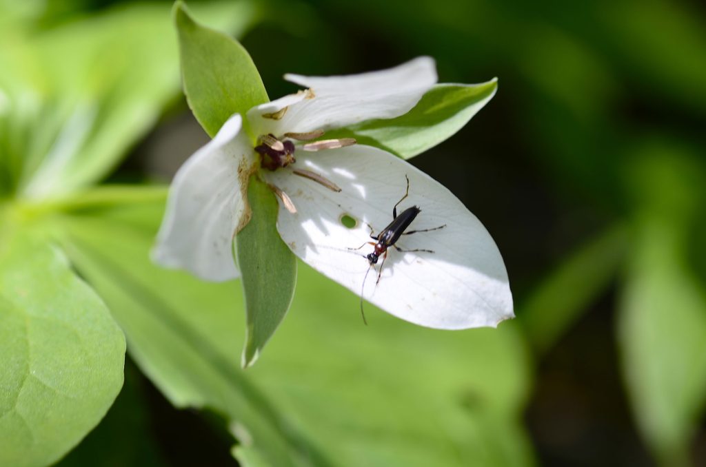A beetle crawls across a wake robin (Trillium erectum) flower. Photo by Holly Kays, courtesy of Smokies Life.