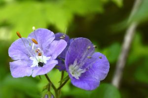 An insect crawls across a purple phacelia bloom (Phacelia bipinnatifida). Photo by Holly Kays, courtesy of Smokies Life.