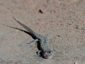 A salamander peeks out from a puddle along the Middle Prong of the Little River. Photo by Emma Oxford, courtesy of Smokies Life.