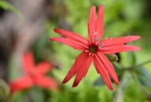 A fire pink (Silene virginica) blooms along the Chestnut Tops Trail in Great Smoky Mountains National Park. These plants can reach two feet in height. Photo by Holly Kays, courtesy of Smokies Life.