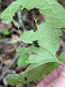 The caterpillars of the pipevine swallowtail (Battus philenor) specialize on Dutchman's pipevine, sequestering the toxic chemicals produced by the plant and turning them into their own defense. Photo courtesy of Jim and Leslie Costa.