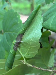 The fern leaf-roller, pictured on witch hazel, is an inconspicuous little caterpillar that does a neat trick, chewing notches in the stiff central stem of a fern frond and applying silk guy-lines to re-roll the frond into a faux-fiddlehead. There the caterpillar will hide, feeding in safety on the fiddlehead shelter itself from the inside. Photo courtesy of Jim and Leslie Costa.