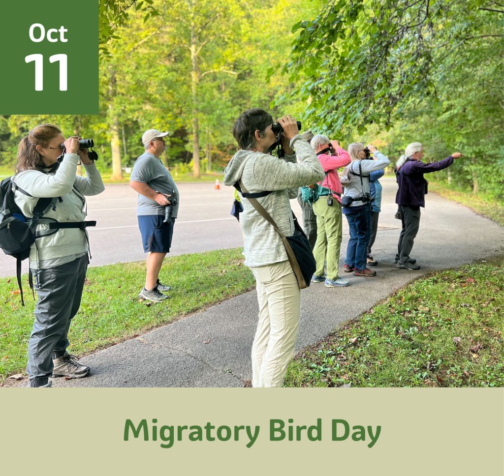 October 11 Migratory Bird Day