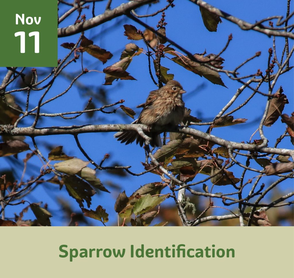 November 11 Sparrow Identification