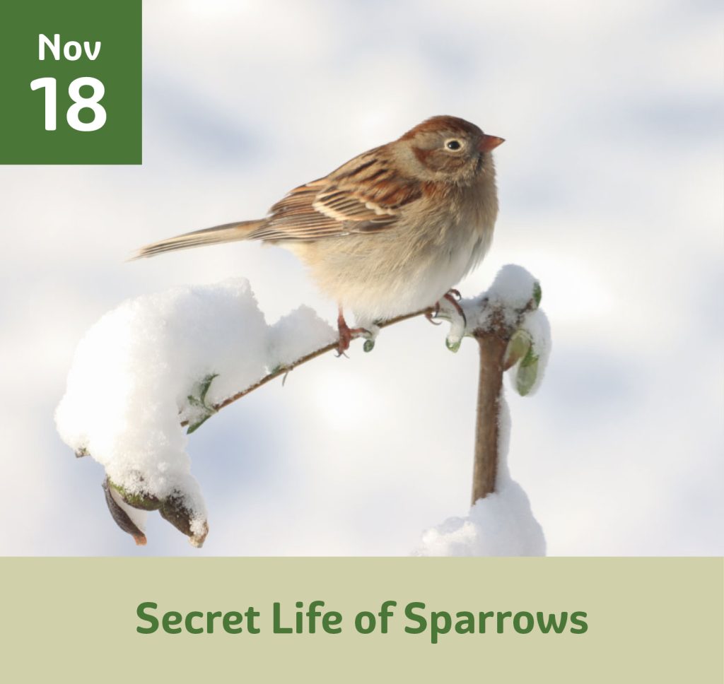 November 18 Secret Life of Sparrows