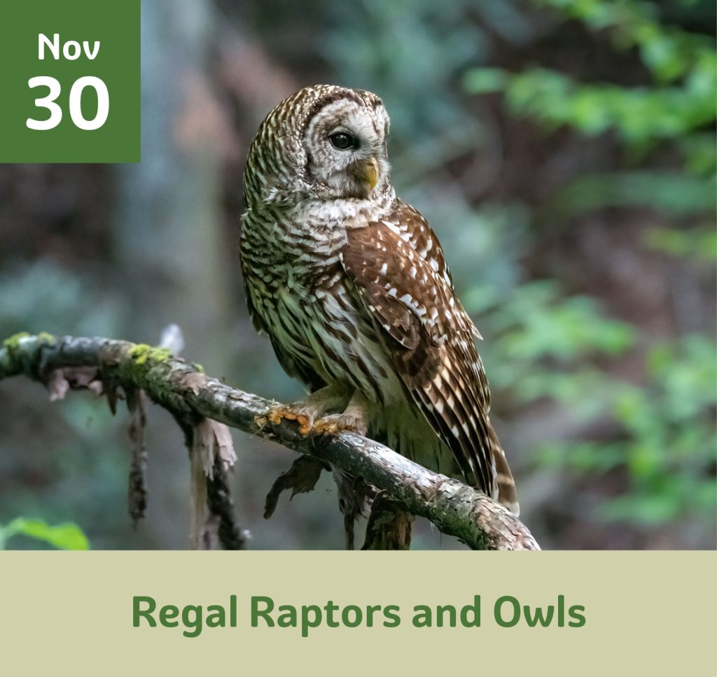 November 30 Regal Raptors and owls