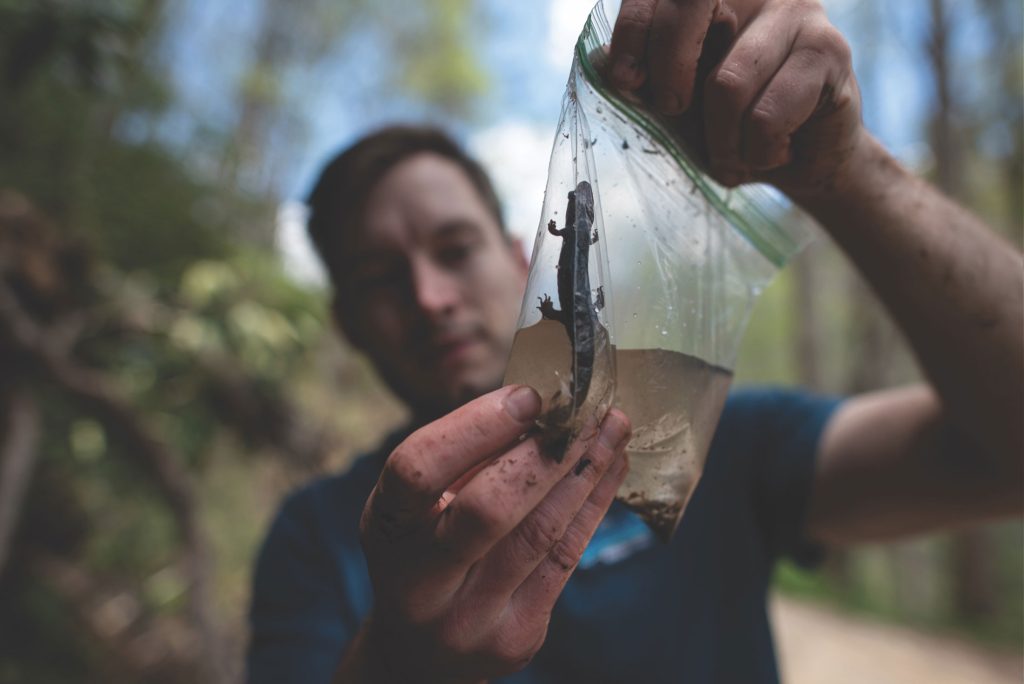 Alex Pyron gets a closer look at a blackbelly salamander through a plastic baggie, one way to observe the species up close for study. Photo by Jason Colston.