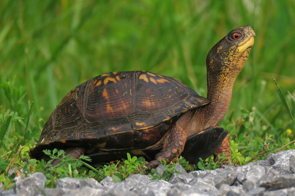 An eastern box turtle (Terrapene carolina) surveys its surroundings as dusk approaches. During the summer, turtles are most active in the morning or after rain, and during spring and fall they’re active throughout the day. Photo by Jeff Servoss, courtesy of US Fish and Wildlife Service.