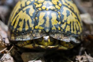 An eastern box turtle (Terrapene carolina) draws its head inside of its closing shell. Box turtles can close the top and bottom portions of their shells together, affording them robust protection against predators. Photo by Ryan Hagerty, courtesy of US Fish and Wildlife Service.