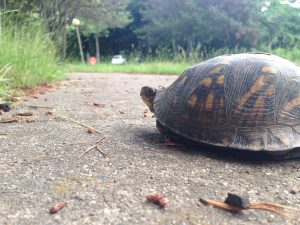 Eastern box turtles (Terrapene carolina) frequently perish while attempting to cross roads. If it’s safe to stop and help them cross, always move them in the direction they were already heading. Photo by Danielle Brigida, courtesy of US Fish and Wildlife Service.