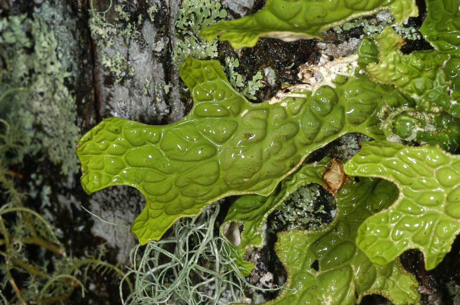 Found in the Southeastern US, Chrysothrix insulizans grows on rocks that do not contain lime. Photo by James Lendemer.