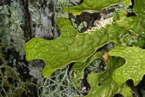 Found in the Southeastern US, Chrysothrix insulizans grows on rocks that do not contain lime. Photo by James Lendemer.