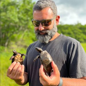 JJ Apodaca, executive director of the Amphibian and Reptile Conservancy, holds two bog turtles (Glyptemys muhlenbergii), a native turtle species that is North America’s smallest and has been listed as threatened since 1997. Photo by José Garrido, courtesy of the Amphibian and Reptile Conservancy.