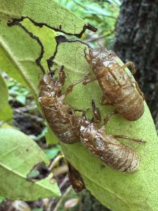 Cicada husks, called exuviae, are often found scattered on the ground or stuck to trees and leaves following a cicada hatch. Photo courtesy of Jim Costa.