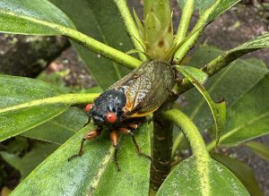 Adult periodical cicadas spend four to six weeks aboveground to mate and lay eggs after living underground as immature nymphs for either 13 or 17 years, depending on which brood and species they belong to. Photo courtesy of Jim Costa.