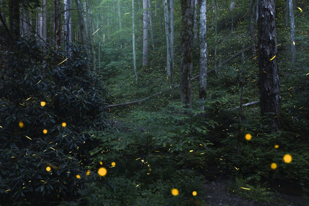 Synchronous fireflies, Photinus carolinus, are so named for their impressive mating display, typically occurring between late May and mid-June each year. Starting half an hour after sunset and lasting through about midnight, in unison the males emit five to 11 flashes of yellow light, followed by six to nine seconds of darkness. Photo courtesy of Michele Sons.